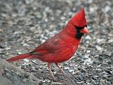 Cardinal On The Ground_24786